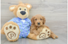 Best Mini Goldendoodle Baby