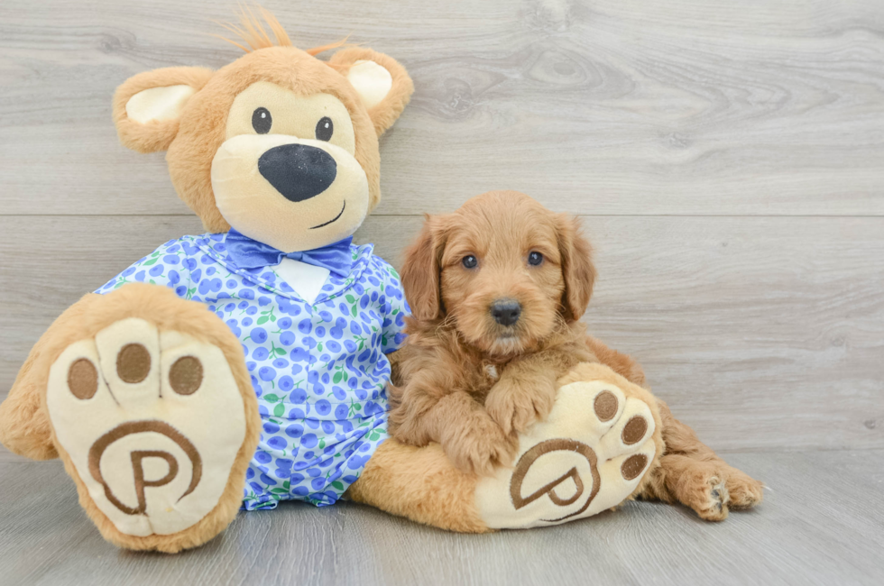 5 week old Mini Goldendoodle Puppy For Sale - Simply Southern Pups