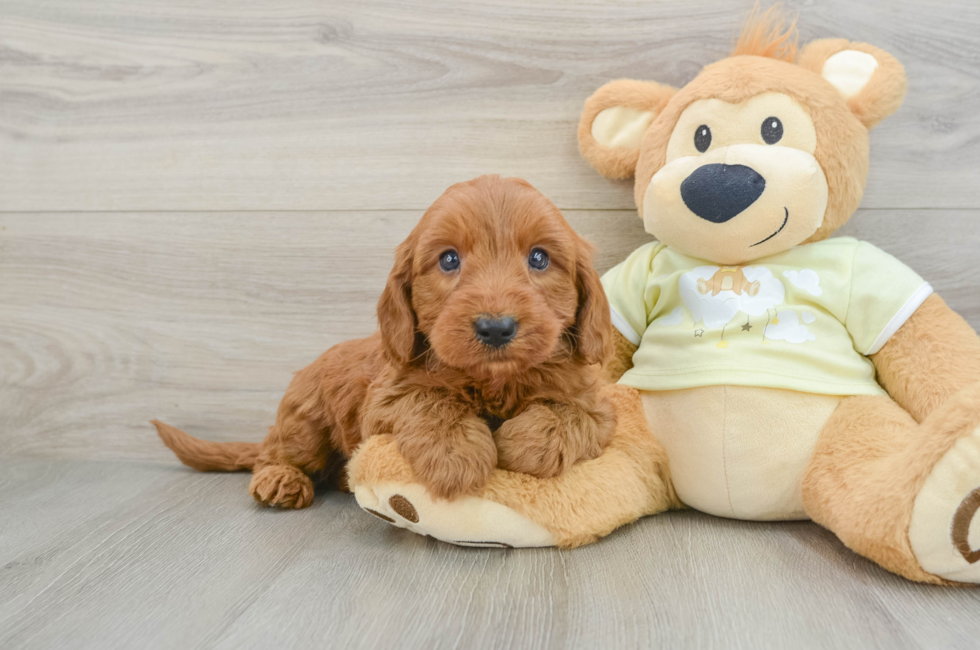 7 week old Mini Goldendoodle Puppy For Sale - Simply Southern Pups