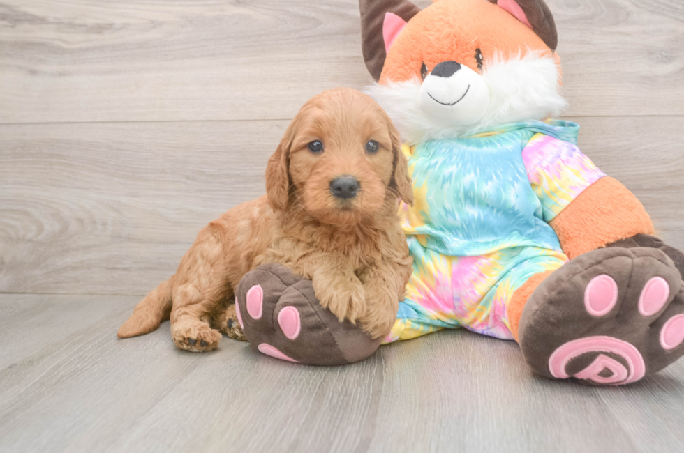 5 week old Mini Goldendoodle Puppy For Sale - Simply Southern Pups