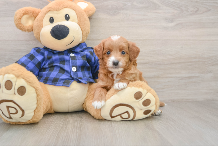 Best Mini Goldendoodle Baby