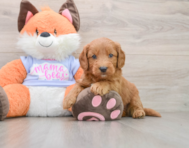 5 week old Mini Goldendoodle Puppy For Sale - Simply Southern Pups