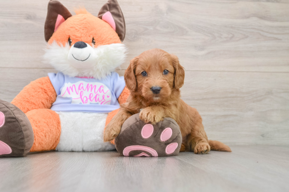 Petite Mini Goldendoodle Poodle Mix Pup