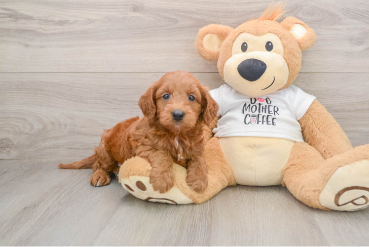 Best Mini Goldendoodle Baby