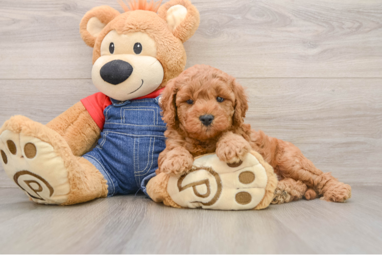 Little Mini Goldenpoo Poodle Mix Puppy