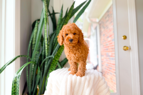 Mini Goldendoodle Puppy for Adoption