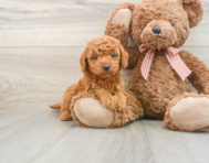 5 week old Mini Goldendoodle Puppy For Sale - Simply Southern Pups