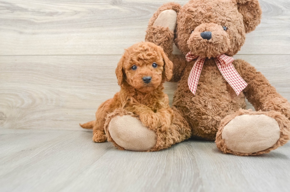 5 week old Mini Goldendoodle Puppy For Sale - Simply Southern Pups