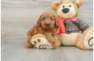 Popular Mini Goldendoodle Poodle Mix Pup