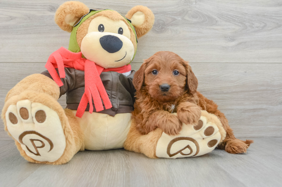 5 week old Mini Goldendoodle Puppy For Sale - Simply Southern Pups