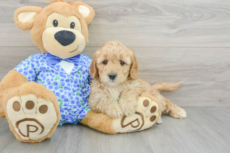 Mini Goldendoodle Pup Being Cute