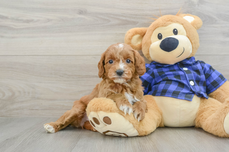 Meet Artemis - our Mini Goldendoodle Puppy Photo 1/3 - Simply Southern Pups