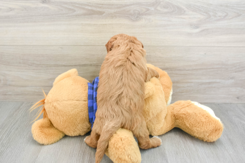 Meet Artemis - our Mini Goldendoodle Puppy Photo 2/3 - Simply Southern Pups