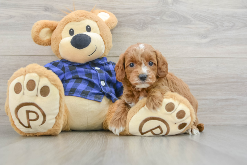 Meet Artemis - our Mini Goldendoodle Puppy Photo 3/3 - Simply Southern Pups