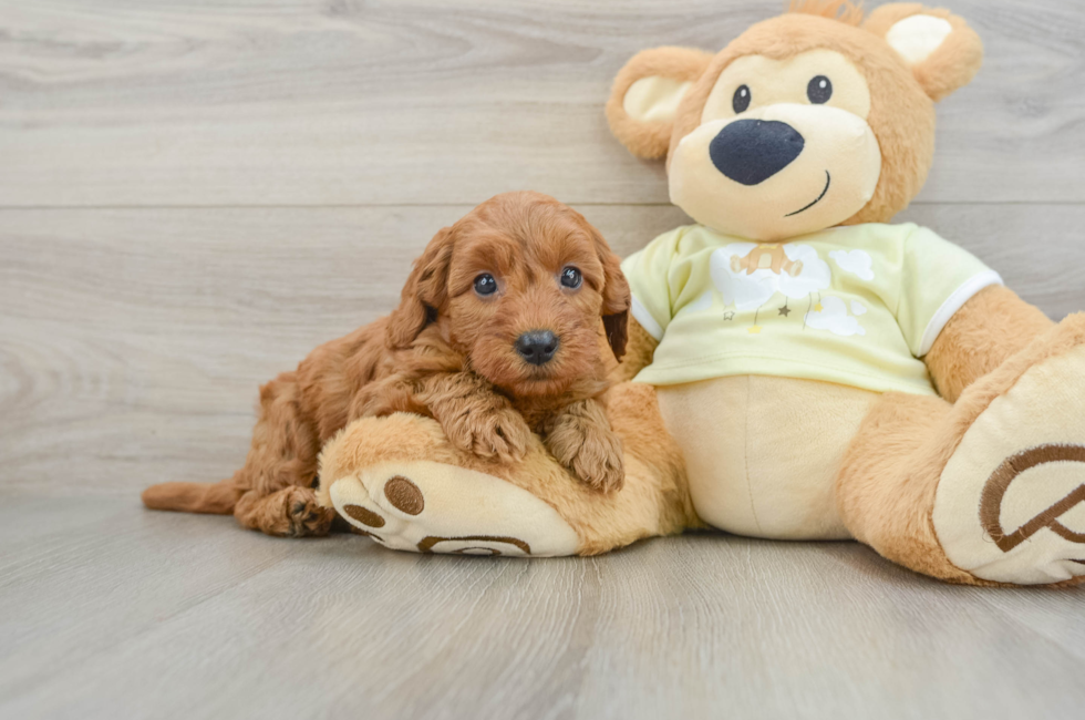 7 week old Mini Goldendoodle Puppy For Sale - Simply Southern Pups
