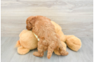 Mini Goldendoodle Puppy for Adoption