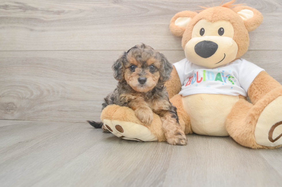 5 week old Mini Goldendoodle Puppy For Sale - Simply Southern Pups