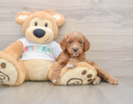 6 week old Mini Goldendoodle Puppy For Sale - Simply Southern Pups