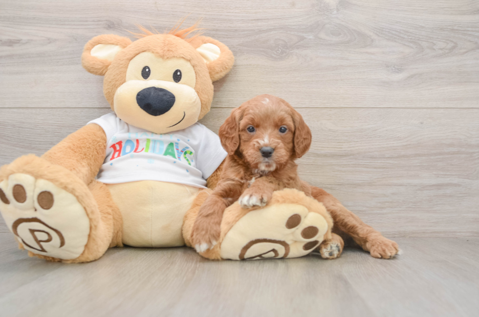 5 week old Mini Goldendoodle Puppy For Sale - Simply Southern Pups