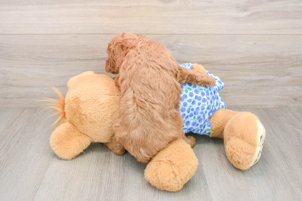 Mini Goldendoodle Puppy for Adoption