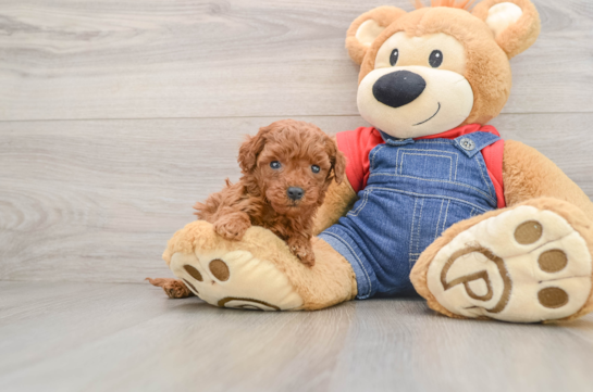 Mini Goldendoodle Puppy for Adoption