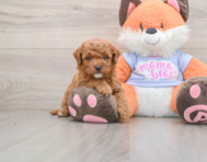 6 week old Mini Goldendoodle Puppy For Sale - Simply Southern Pups