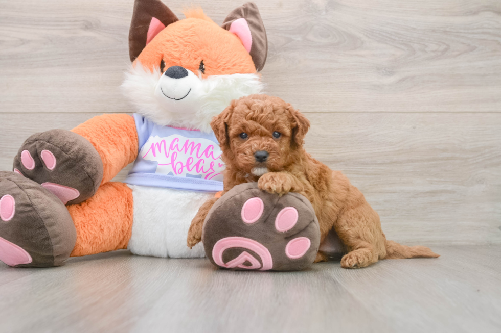 Mini Goldendoodle Pup Being Cute