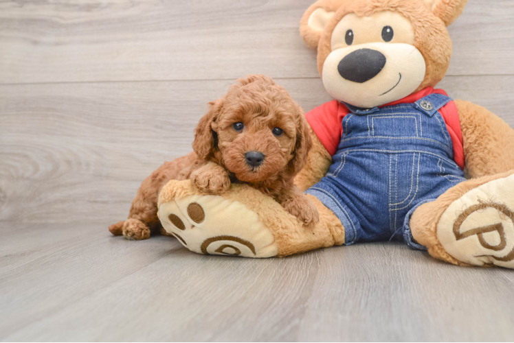 Little Mini Goldenpoo Poodle Mix Puppy