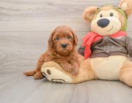 7 week old Mini Goldendoodle Puppy For Sale - Simply Southern Pups