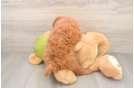Mini Goldendoodle Pup Being Cute