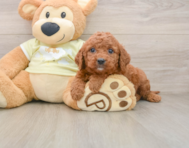 7 week old Mini Goldendoodle Puppy For Sale - Simply Southern Pups