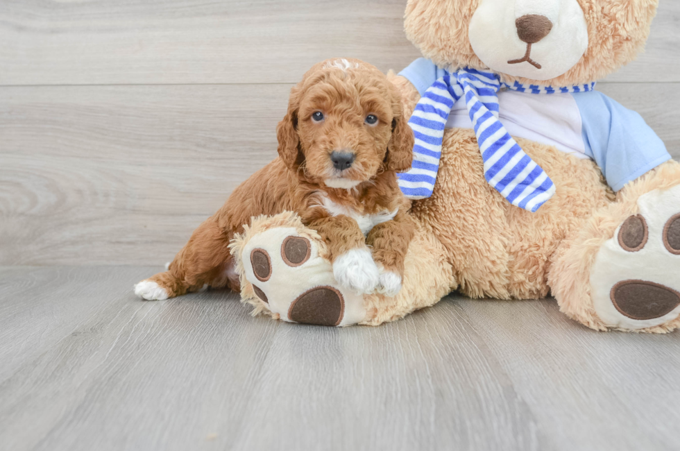 5 week old Mini Goldendoodle Puppy For Sale - Simply Southern Pups