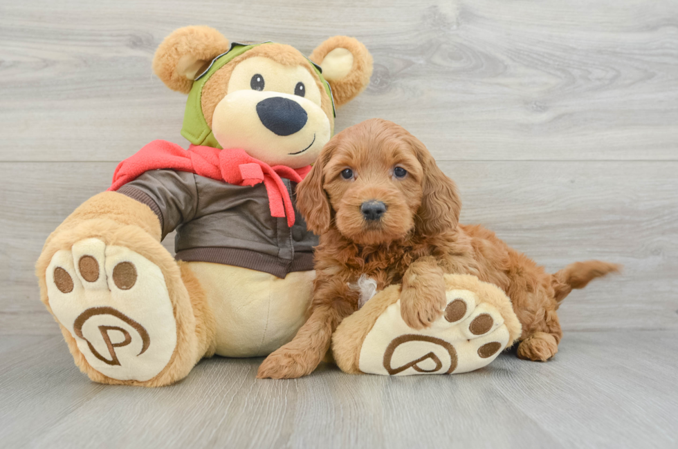 5 week old Mini Goldendoodle Puppy For Sale - Simply Southern Pups