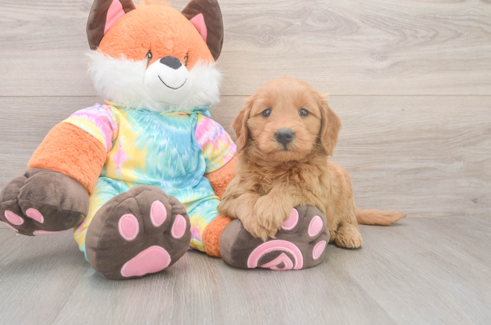 5 week old Mini Goldendoodle Puppy For Sale - Simply Southern Pups