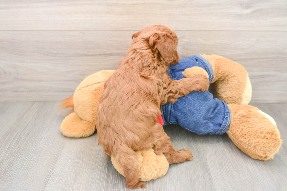 Smart Mini Goldendoodle Poodle Mix Pup