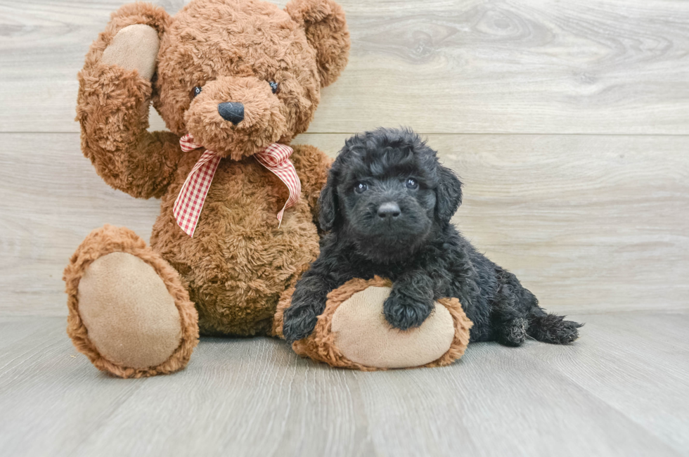 5 week old Mini Goldendoodle Puppy For Sale - Simply Southern Pups