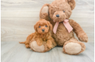 Best Mini Goldendoodle Baby