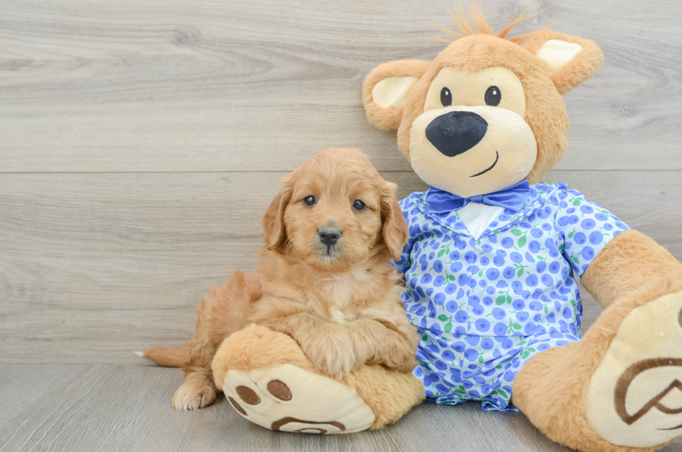 5 week old Mini Goldendoodle Puppy For Sale - Simply Southern Pups