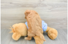 Little Mini Goldenpoo Poodle Mix Puppy