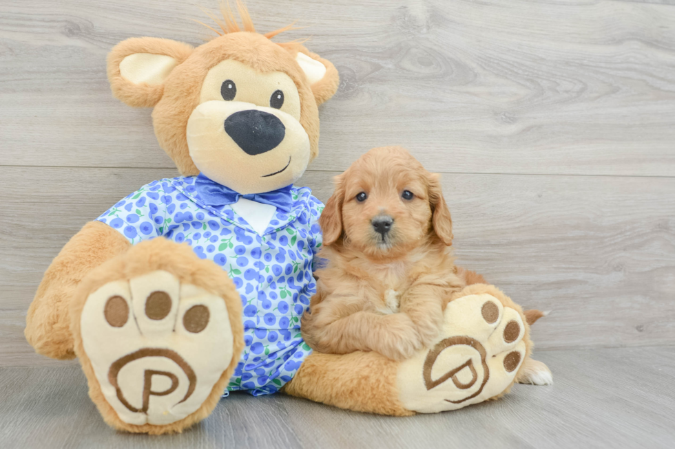 Mini Goldendoodle Pup Being Cute