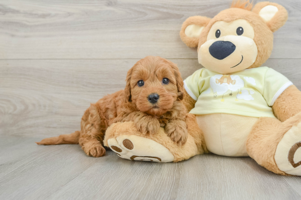 Happy Mini Goldendoodle Baby
