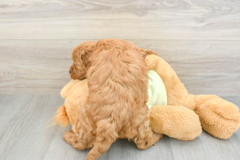 Mini Goldendoodle Pup Being Cute