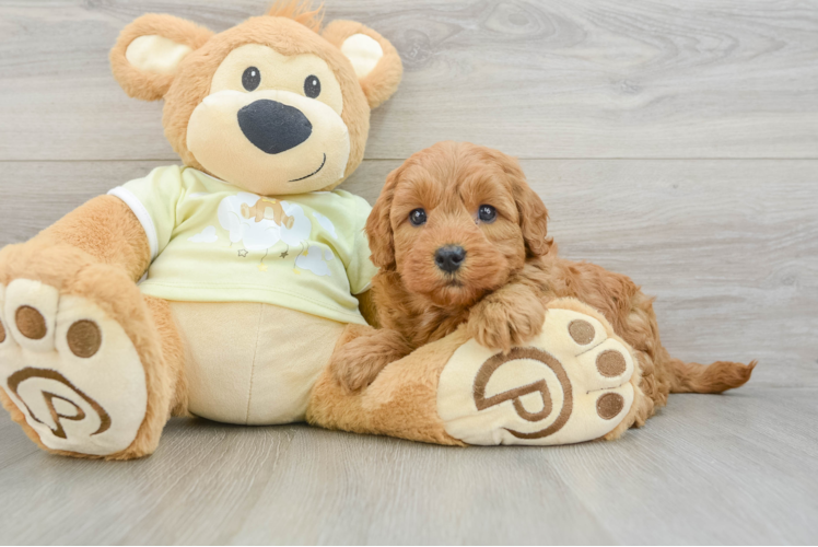 Mini Goldendoodle Pup Being Cute