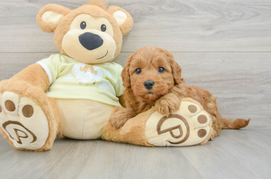 Mini Goldendoodle Pup Being Cute