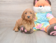 7 week old Mini Goldendoodle Puppy For Sale - Simply Southern Pups