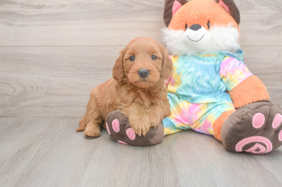 5 week old Mini Goldendoodle Puppy For Sale - Simply Southern Pups
