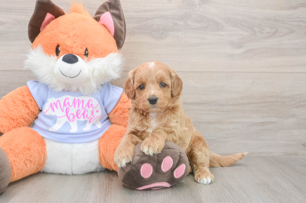 5 week old Mini Goldendoodle Puppy For Sale - Simply Southern Pups