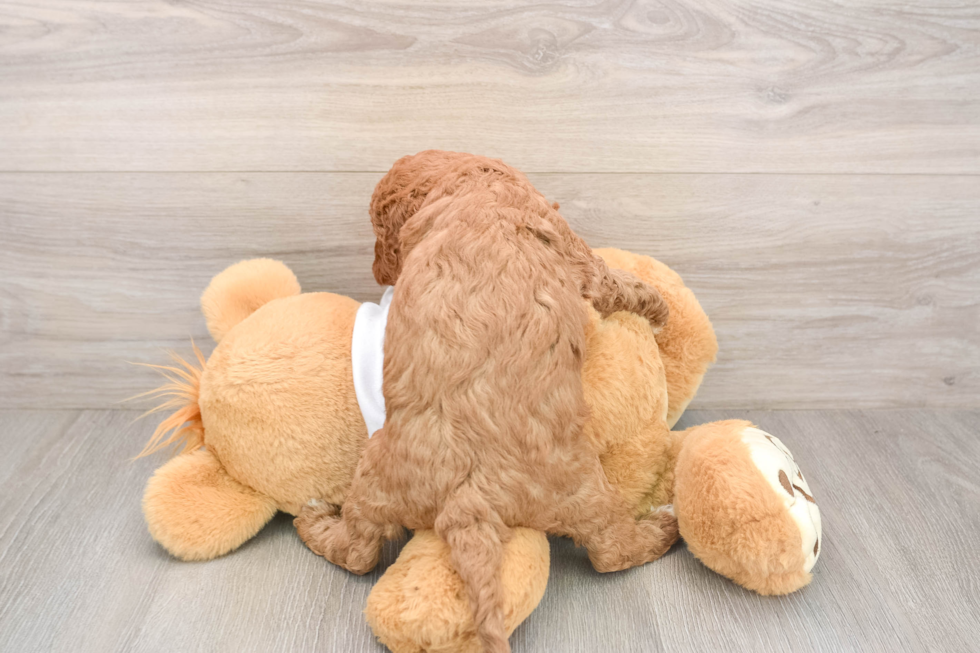 Petite Mini Goldendoodle Poodle Mix Pup