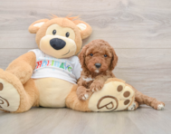 7 week old Mini Goldendoodle Puppy For Sale - Simply Southern Pups