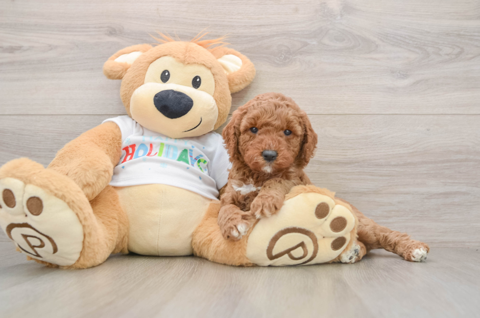 5 week old Mini Goldendoodle Puppy For Sale - Simply Southern Pups